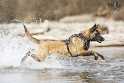 Curli - Harnais Belka Air-Mesh En Noir Pour Chiens - XL -Fournitures Pour Chiens 17319