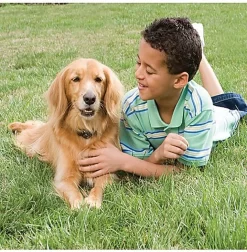 PetSafe - Clôture Anti-fugue Radio Fence Pour Chien -Fournitures Pour Chiens 29082