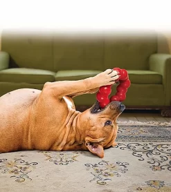 KONG - Jouet Anneau Ring En Caoutchouc Pour Chien - S/M 5 KONG - Jouet Anneau Ring En Caoutchouc Pour Chien - S/M -Fournitures Pour Chiens 39766