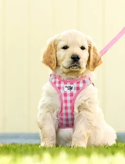 Curli - Harnais Veste Air-Mesh + Laisse En Rose Pour Chiot -Fournitures Pour Chiens 40442