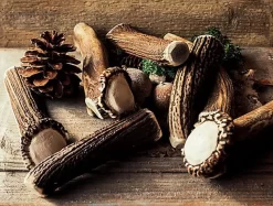 Animalis - Friandise Bois De Cerf Entier Pour Chien 7 Animalis - Friandise Bois De Cerf Entier Pour Chien -Fournitures Pour Chiens 41020