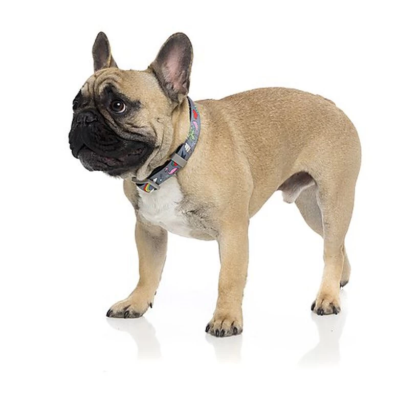 FuzzYard - Collier Coachella Pour Chien - L 2 FuzzYard - Collier Coachella Pour Chien - L – Image 2