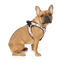 FuzzYard - Harnais Go Nuts Pour Chien - S -Fournitures Pour Chiens 43253