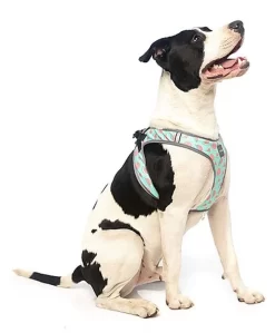 FuzzYard - Harnais Summer Punch Pour Chien - L -Fournitures Pour Chiens 43257