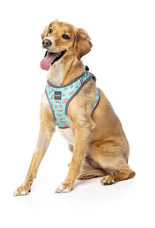 FuzzYard - Harnais Summer Punch Pour Chien - XL 5 FuzzYard - Harnais Summer Punch Pour Chien - XL – Image 5