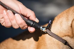 Goleygo - Laisse Ronde Réglable Marron Pour Chien - M -Fournitures Pour Chiens 47752