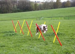 Kerbl - Kit Complet Agility Pour Chiens -Fournitures Pour Chiens 51526