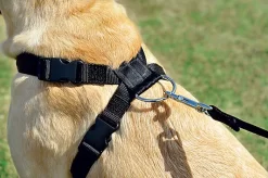 Zolux - Harnais De Sécurité Auto Pour Chien 16 Zolux - Harnais De Sécurité Auto Pour Chien -Fournitures Pour Chiens 6429