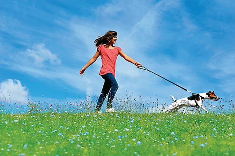 Zolux - Harnais De Sécurité Auto Pour Chien 6 Zolux - Harnais De Sécurité Auto Pour Chien – Image 6