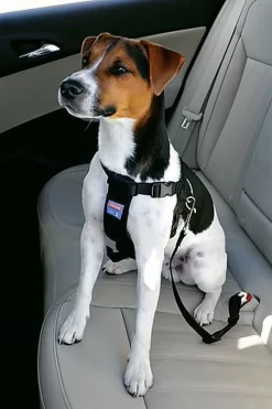 Zolux - Harnais De Sécurité Auto Pour Chien 17 Zolux - Harnais De Sécurité Auto Pour Chien -Fournitures Pour Chiens 6532