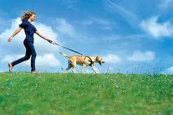 Zolux - Harnais De Sécurité Auto Pour Chien 22 Zolux - Harnais De Sécurité Auto Pour Chien -Fournitures Pour Chiens 6543