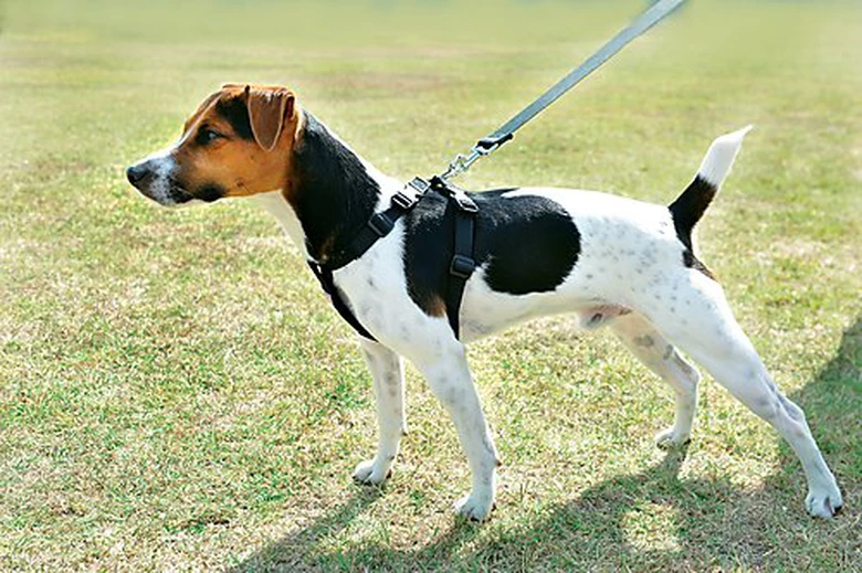 Zolux - Harnais De Sécurité Auto Pour Chien 2 Zolux - Harnais De Sécurité Auto Pour Chien – Image 2
