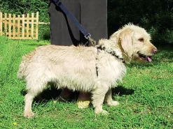 Zolux - Harnais De Sécurité Auto Pour Chien 23 Zolux - Harnais De Sécurité Auto Pour Chien -Fournitures Pour Chiens 6575