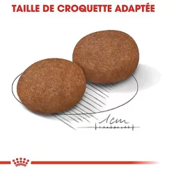 Royal Canin - Croquettes Medium Adulte 7+ Pour Chien -Fournitures Pour Chiens 66800