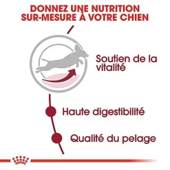 Royal Canin - Croquettes Medium Adulte 7+ Pour Chien -Fournitures Pour Chiens 66802