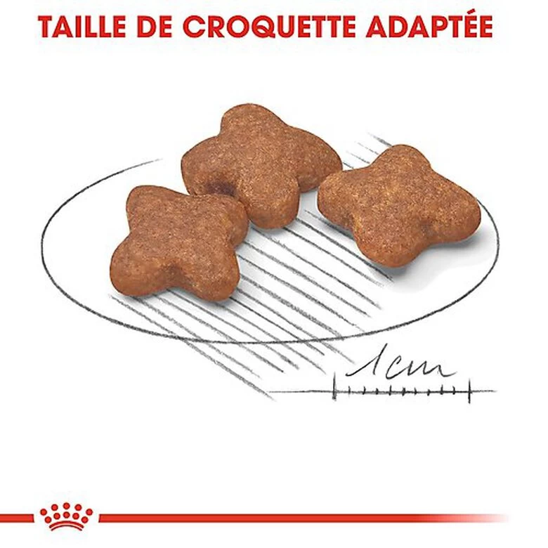Royal Canin - Croquettes Mini 8+ Pour Chien Adulte 7 Royal Canin - Croquettes Mini 8+ Pour Chien Adulte – Image 7