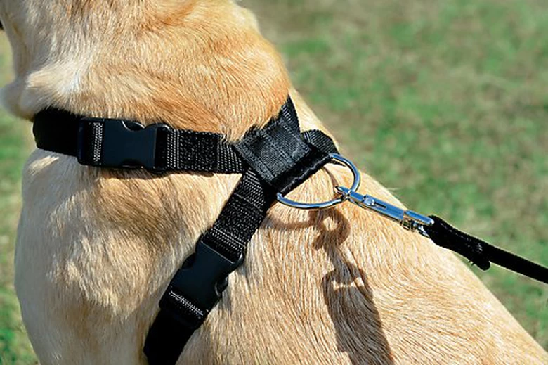 Zolux - Harnais De Sécurité Auto Pour Chien 8 Zolux - Harnais De Sécurité Auto Pour Chien – Image 8