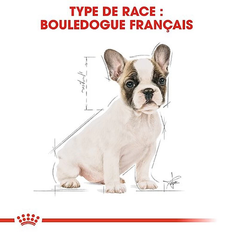 Royal Canin - Croquettes Bouledogue Français Junior Pour Chiot 7 Royal Canin - Croquettes Bouledogue Français Junior Pour Chiot – Image 7