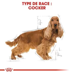 Royal Canin - Croquettes Cocker Pour Chien Adulte -Fournitures Pour Chiens 67778
