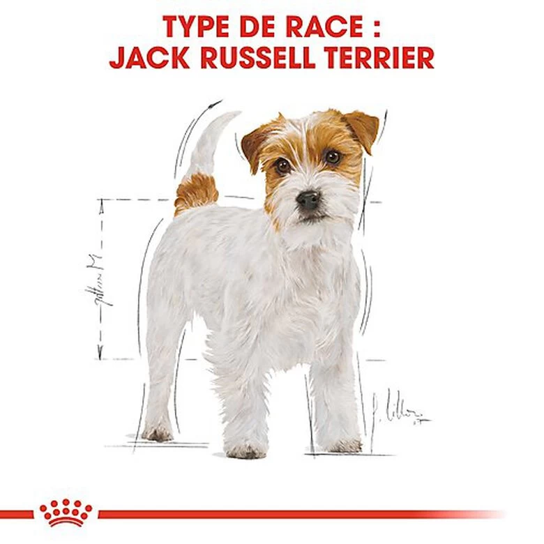 Royal Canin - Croquettes Jack Russel Terrier Pour Chien Adulte 2 Royal Canin - Croquettes Jack Russel Terrier Pour Chien Adulte – Image 2