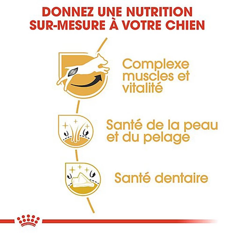 Royal Canin - Croquettes Jack Russel Terrier Pour Chien Adulte 7 Royal Canin - Croquettes Jack Russel Terrier Pour Chien Adulte – Image 7