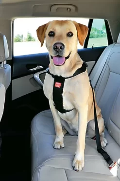 Zolux - Harnais De Sécurité Auto Pour Chien 20 Zolux - Harnais De Sécurité Auto Pour Chien -Fournitures Pour Chiens 6786