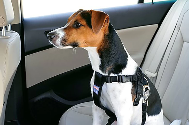 Zolux - Harnais De Sécurité Auto Pour Chien 5 Zolux - Harnais De Sécurité Auto Pour Chien – Image 5