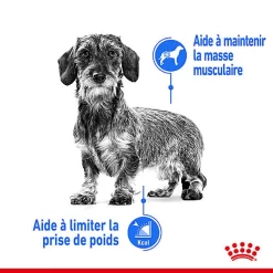 Royal Canin - Sachets Ultra Light En Mousse Pour Chien - 12X85g -Fournitures Pour Chiens 68378