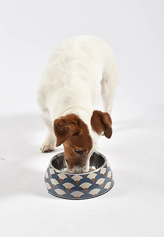 Bobby - Gamelle Geisha Bleu Pour Chien - M 2 Bobby - Gamelle Geisha Bleu Pour Chien - M – Image 2