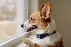 PetSafe - Collier Anti-Aboiement En Spray Pour Chien -Fournitures Pour Chiens 74197