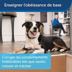 PetSafe - Système D'Aide à L'Education Pour Chiens - 300m -Fournitures Pour Chiens 74275