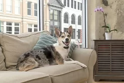 PetSafe Pet Safe - Collier Anti-Aboiement Lite PBC19-16448 Pour Chien 9 PetSafe Pet Safe - Collier Anti-Aboiement Lite PBC19-16448 Pour Chien -Fournitures Pour Chiens 74313