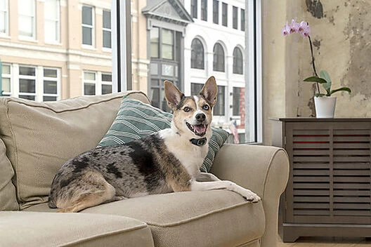 PetSafe Pet Safe - Collier Anti-Aboiement Lite PBC19-16448 Pour Chien 5 PetSafe Pet Safe - Collier Anti-Aboiement Lite PBC19-16448 Pour Chien – Image 5