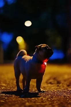 Tickless - Répulsif Antiparasitaire Mini Dog Ultrason Rechargeable Pour Chiens - Noir 8 Tickless - Répulsif Antiparasitaire Mini Dog Ultrason Rechargeable Pour Chiens - Noir -Fournitures Pour Chiens 76316