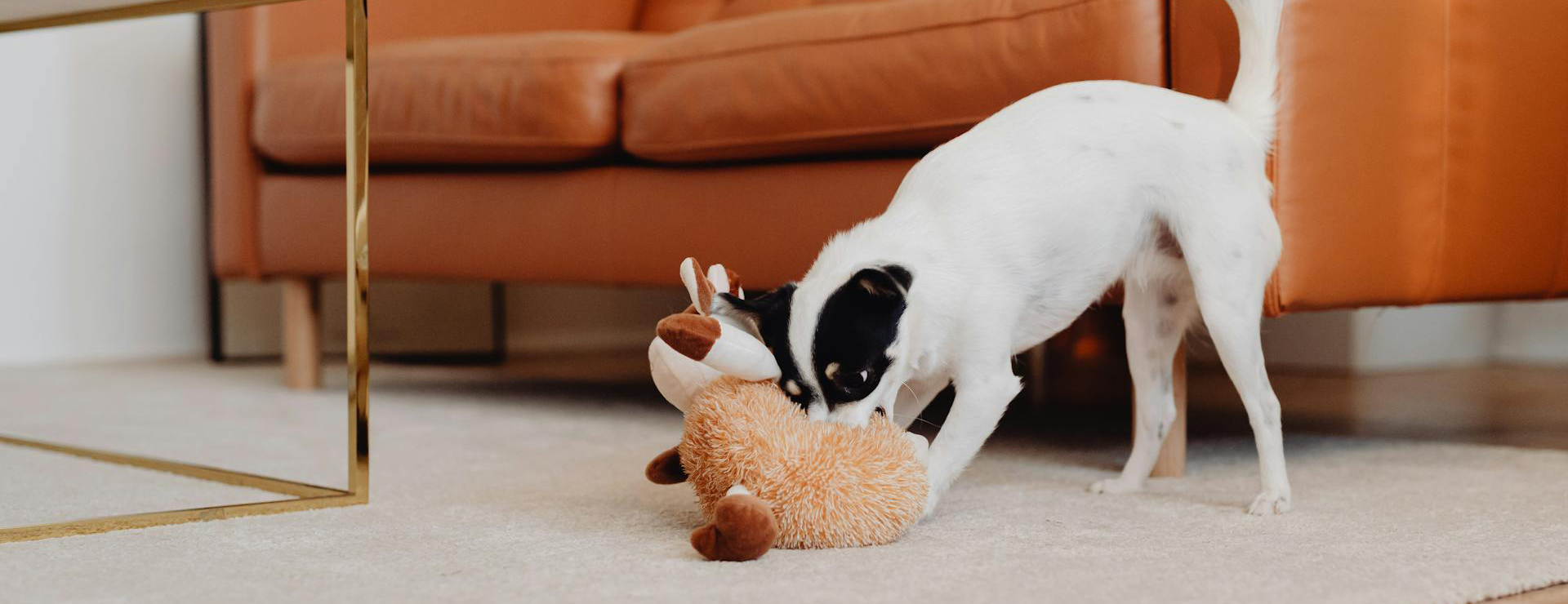 Fournitures Pour Chiens 4 Fournitures Pour Chiens -Fournitures Pour Chiens pexels karolina grabowska 5942487