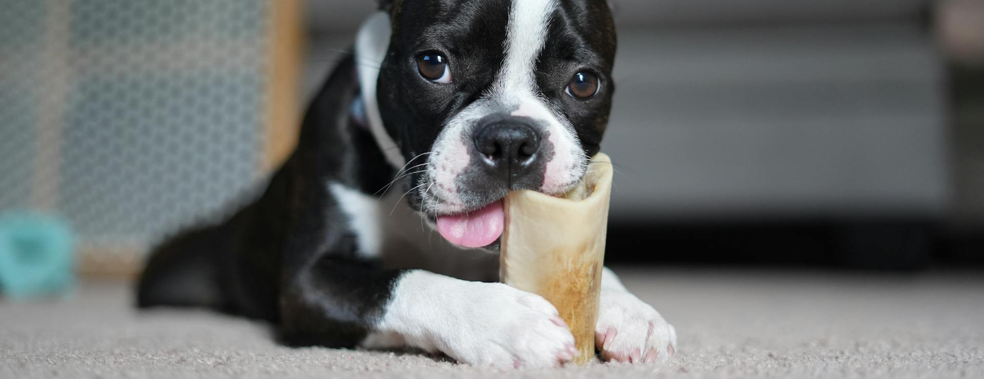 Fournitures Pour Chiens 2 Fournitures Pour Chiens -Fournitures Pour Chiens pexels sean brannon 762373037 27972934